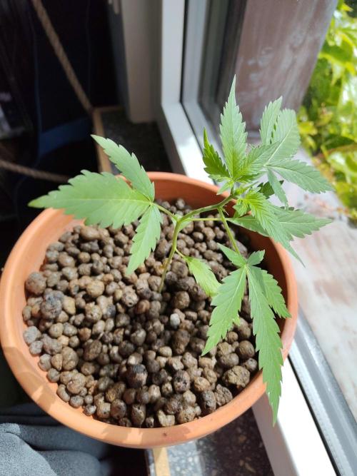 Fast Buds – Mexican Airlines Automatic. Week 4
