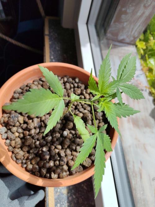 Fast Buds – Mexican Airlines Automatic. Week 4