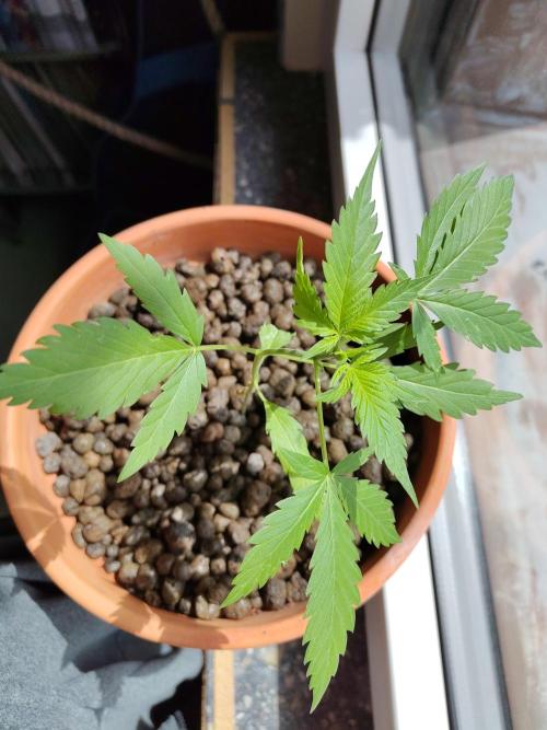 Fast Buds – Mexican Airlines Automatic. Week 4