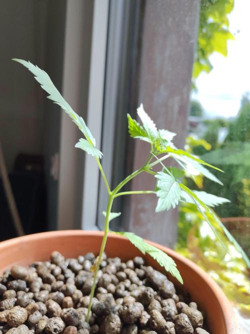Fast Buds – Mexican Airlines Automatic. Week 4