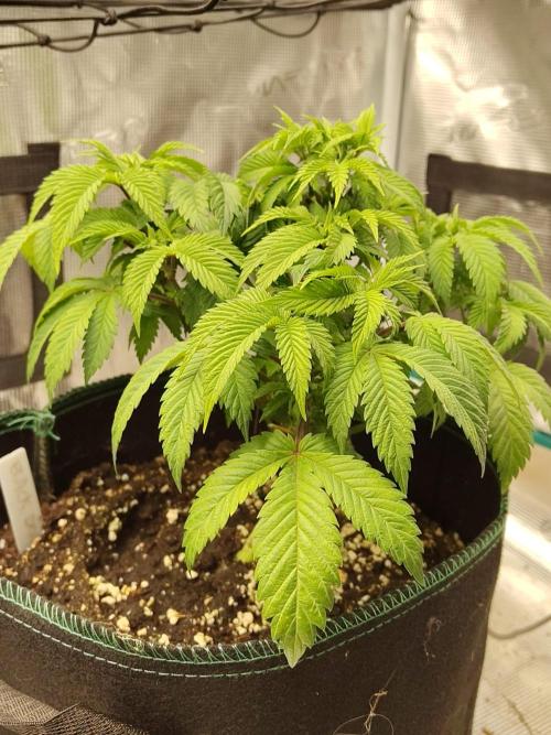 Black Domina Feminized – Sensi Seeds. Week 6