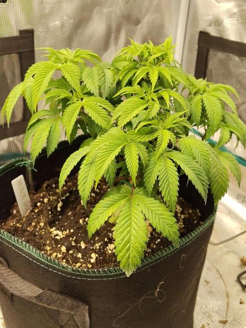 Black Domina Feminized – Sensi Seeds. Week 6