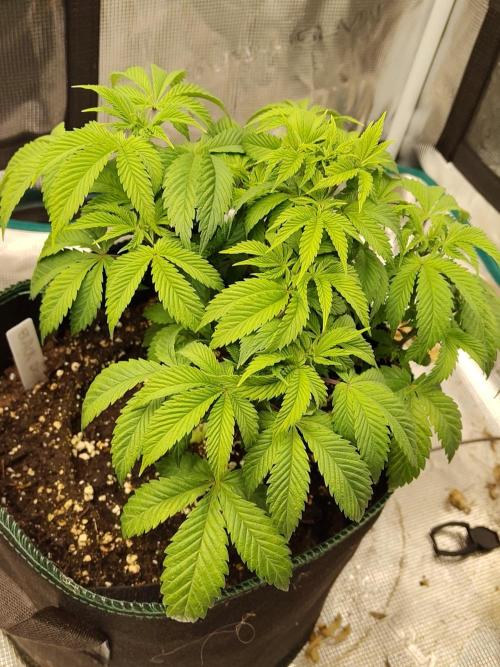 Black Domina Feminized – Sensi Seeds. Week 6