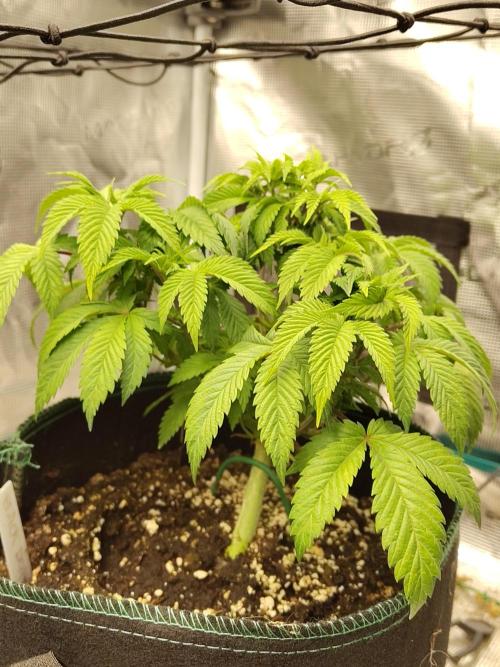 Black Domina Feminized – Sensi Seeds. Week 6