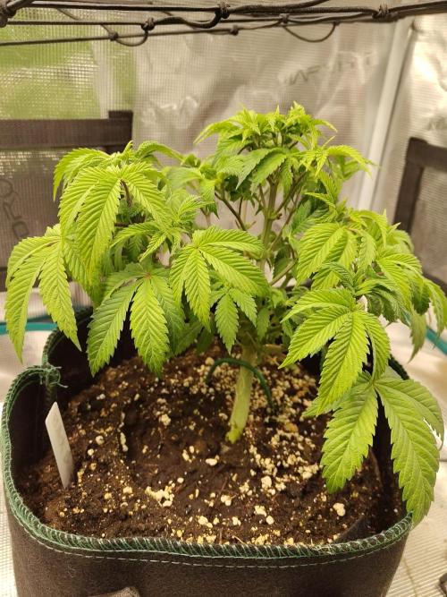 Black Domina Feminized – Sensi Seeds. Week 6