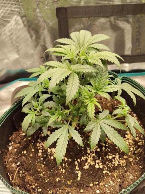 Double Banana Kush Fem. Week 5