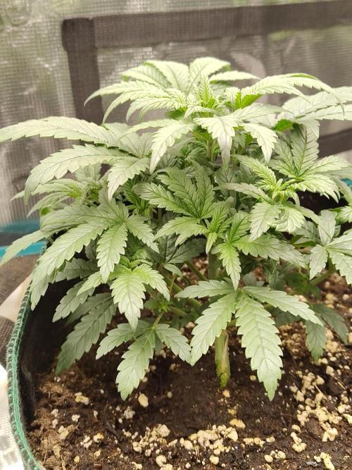 Double Banana Kush Fem. Week 5