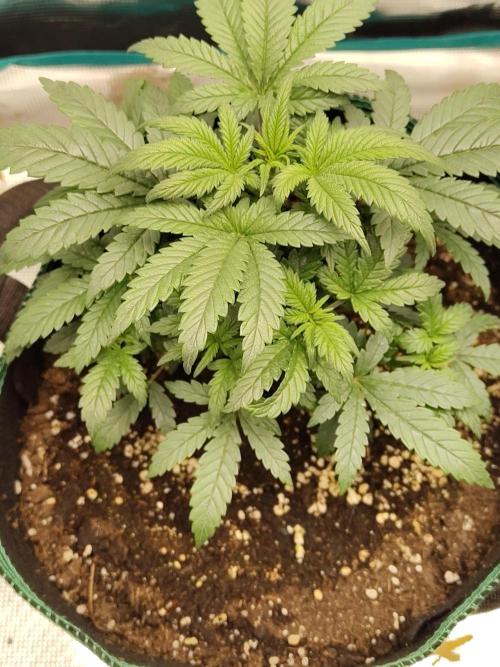 Double Banana Kush Fem. Week 5