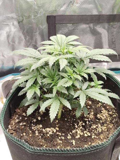 Double Banana Kush Fem. Week 5