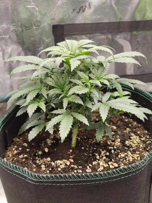 Grow Tent 120x60x180cm (4'x2'x6'). Week 5