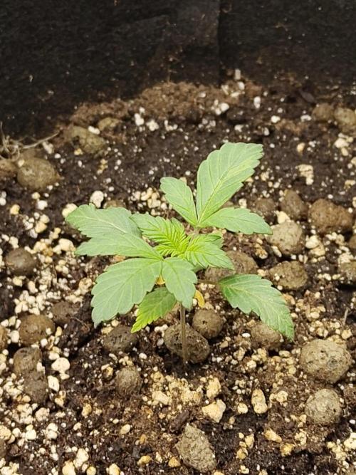 Sensi Seeds – Northern Lights (fem). Week 2