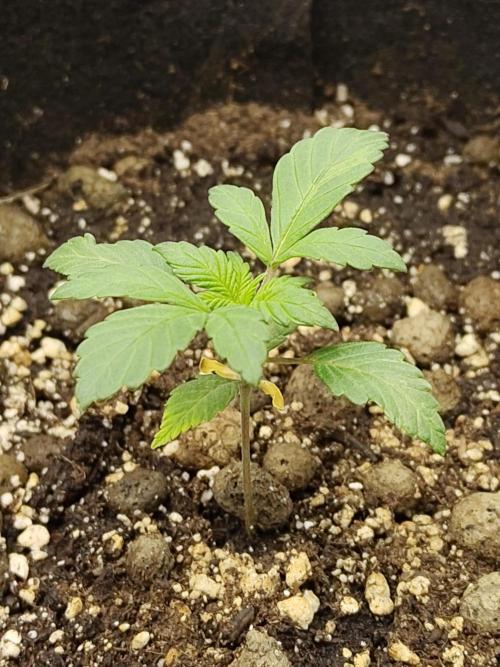 Sensi Seeds – Northern Lights (fem). Week 2