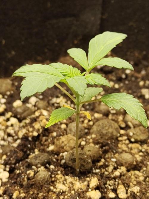 Sensi Seeds – Northern Lights (fem). Week 2