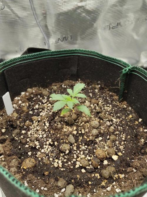 Sensi Seeds – Northern Lights (fem). Week 2