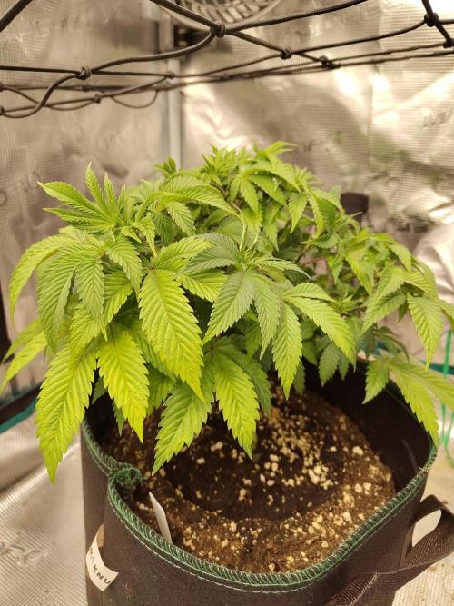Black Domina Feminized – Sensi Seeds. Week 7