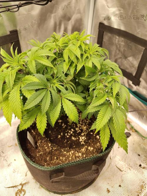 Black Domina Feminized – Sensi Seeds. Week 7