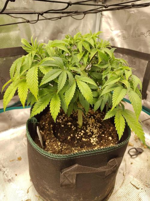 Black Domina Feminized – Sensi Seeds. Week 7