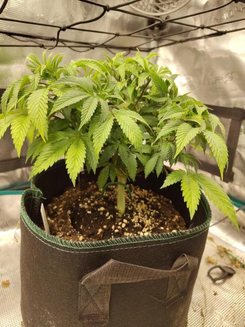 Black Domina Feminized – Sensi Seeds. Week 7