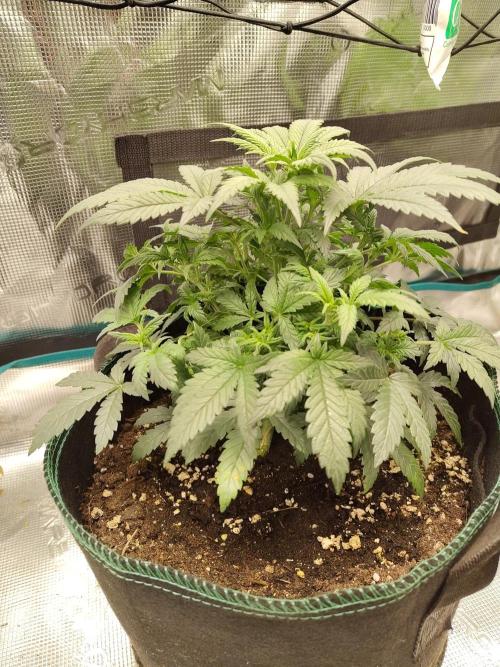 Double Banana Kush Fem. Week 6