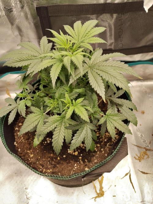 Double Banana Kush Fem. Week 6