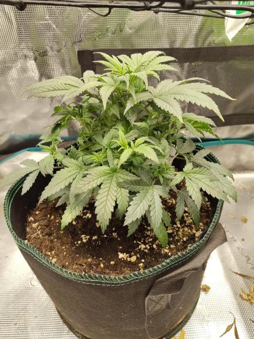 Double Banana Kush Fem. Week 6