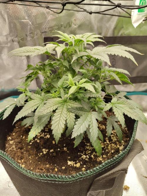 Grow Tent 120x60x180cm (4'x2'x6'). Week 6