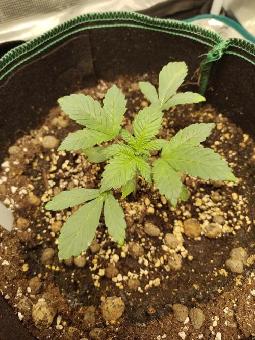 Sensi Seeds – Northern Lights (fem). Week 3
