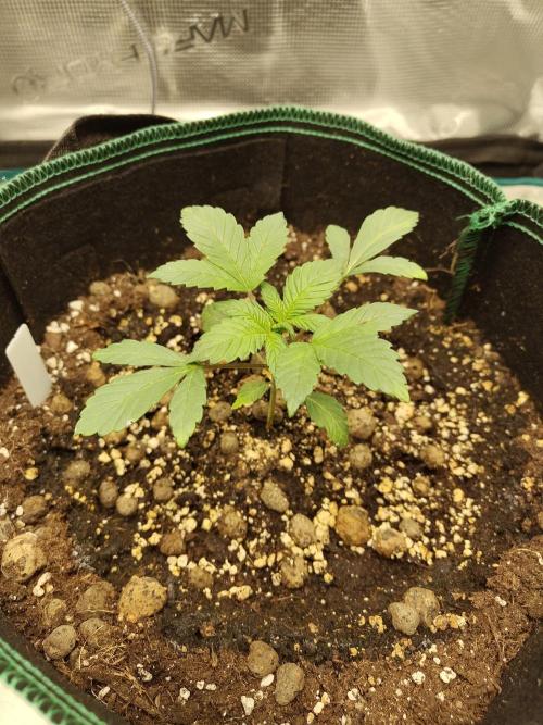 Sensi Seeds – Northern Lights (fem). Week 3