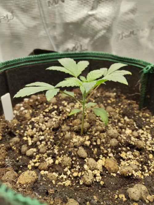 Sensi Seeds – Northern Lights (fem). Week 3