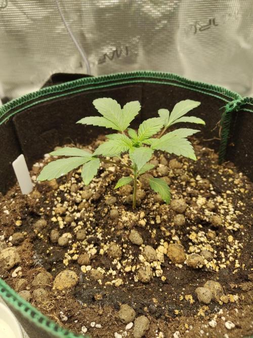 Sensi Seeds – Northern Lights (fem). Week 3