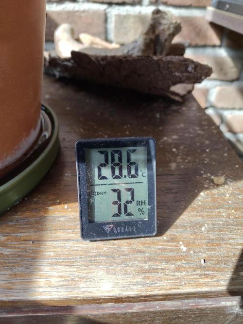 Fast Buds – Mexican Airlines Automatic. Week 5