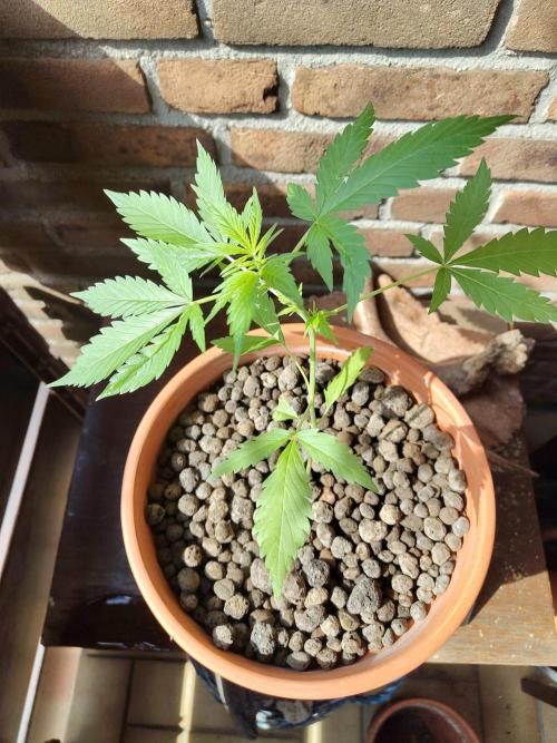 Fast Buds – Mexican Airlines Automatic. Week 5
