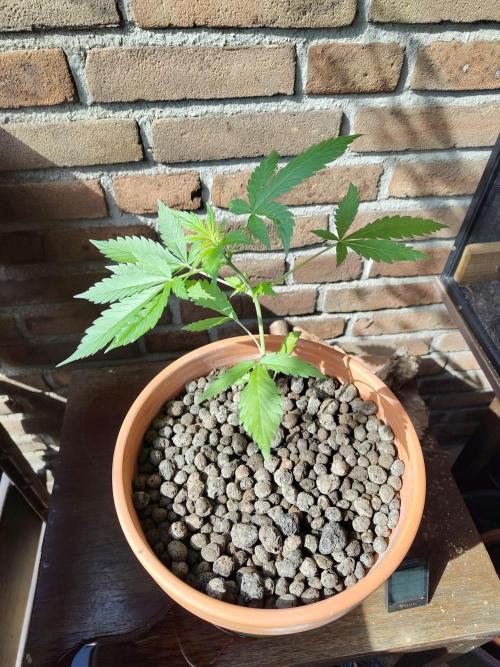 Fast Buds – Mexican Airlines Automatic. Week 5
