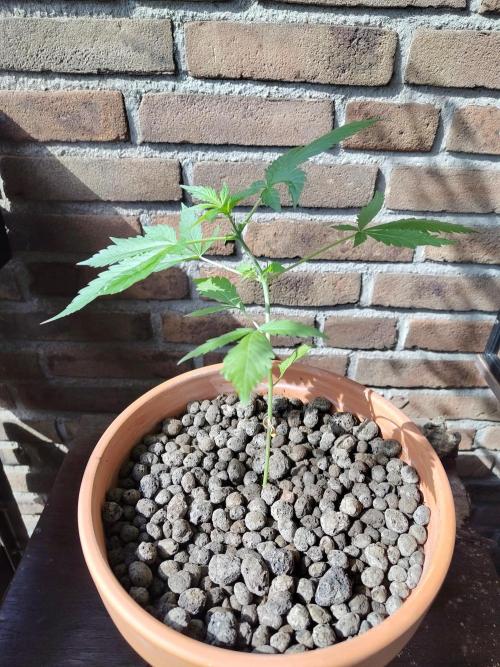 Fast Buds – Mexican Airlines Automatic. Week 5
