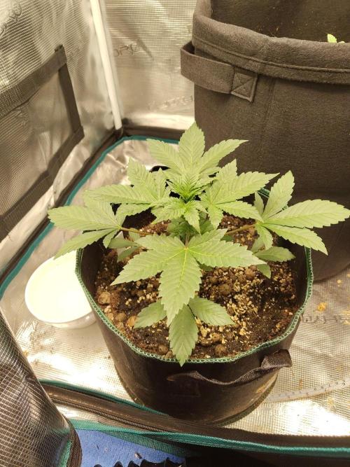 Sensi Seeds – Northern Lights (fem). Week 4