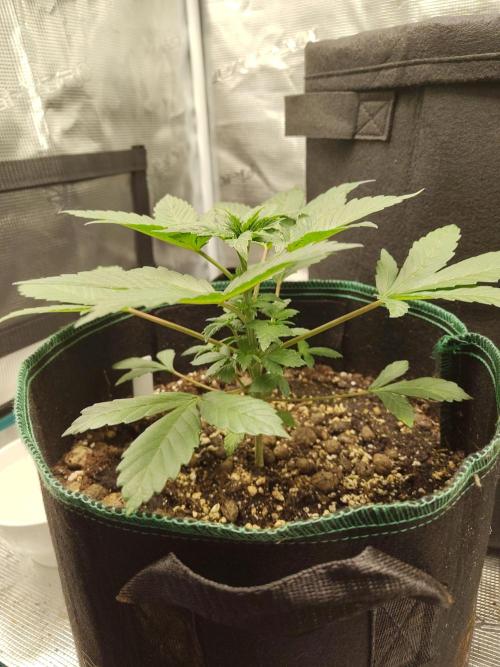 Sensi Seeds – Northern Lights (fem). Week 4