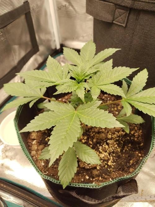 Sensi Seeds – Northern Lights (fem). Week 4