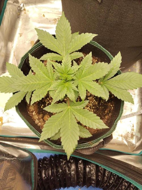 Sensi Seeds – Northern Lights (fem). Week 4