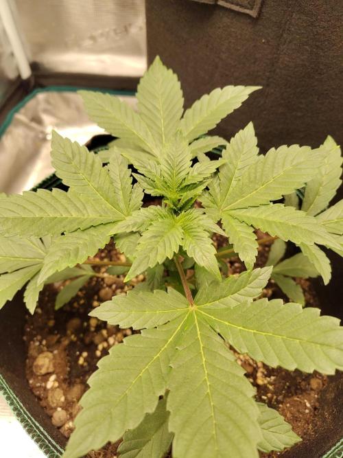 Sensi Seeds – Northern Lights (fem). Week 4
