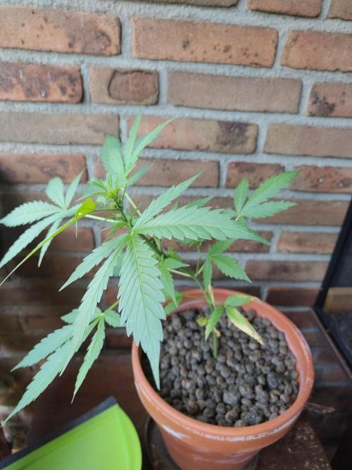 Fast Buds – Mexican Airlines Automatic. Week 6