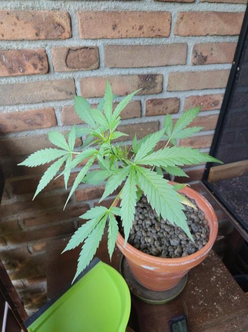 Fast Buds – Mexican Airlines Automatic. Week 6