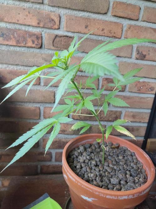 Fast Buds – Mexican Airlines Automatic. Week 6