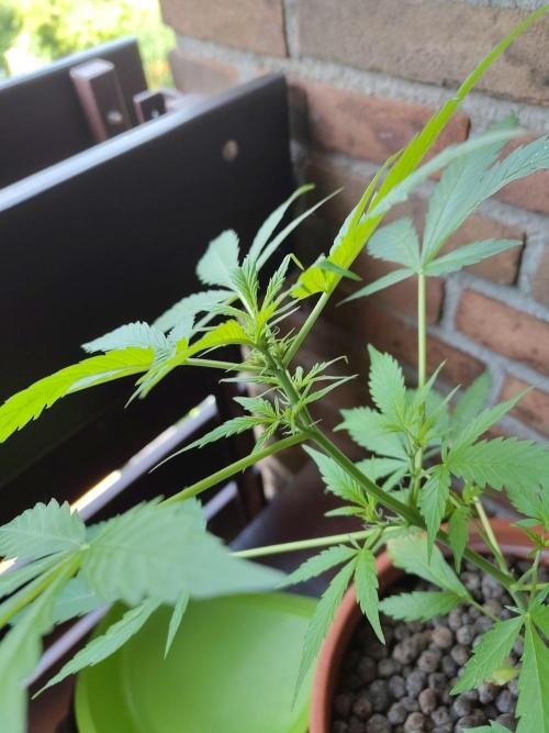 Fast Buds – Mexican Airlines Automatic. Week 6