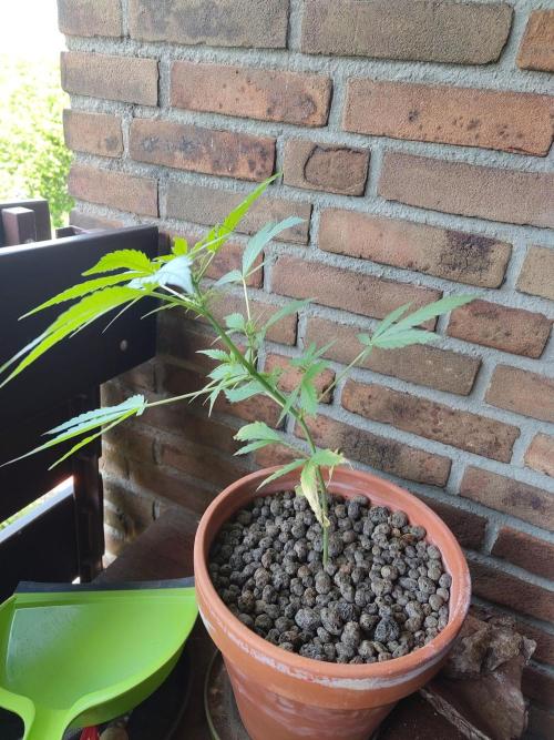 Fast Buds – Mexican Airlines Automatic. Week 6
