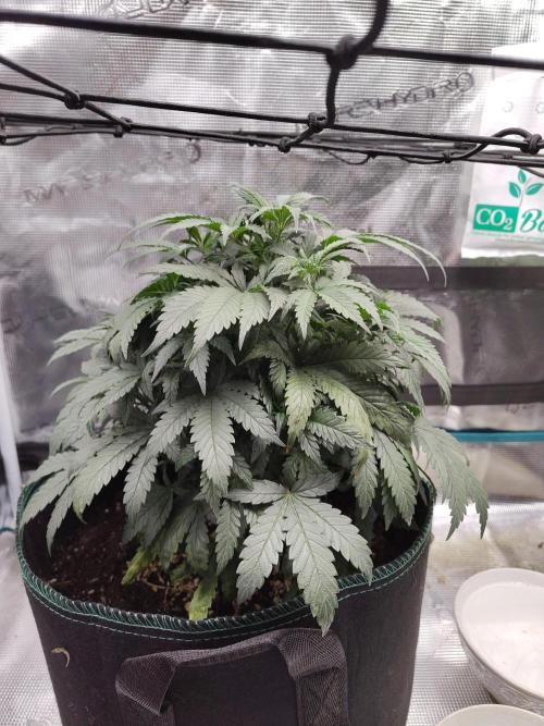 Double Banana Kush Fem. Week 7