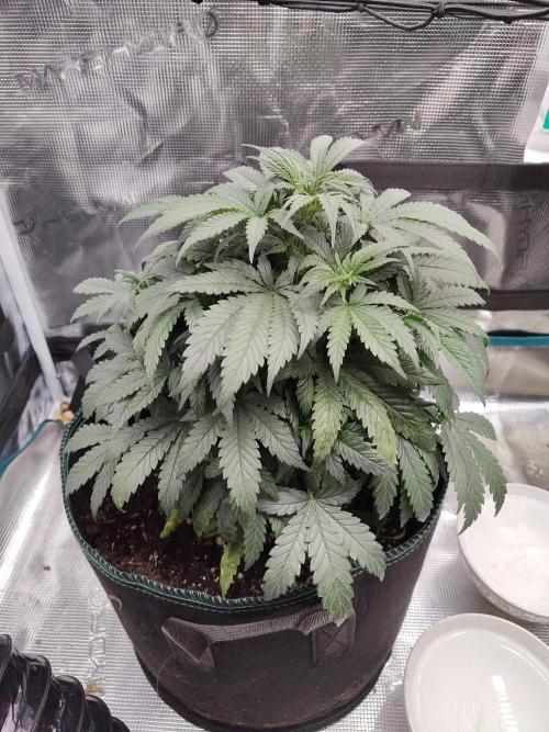 Double Banana Kush Fem. Week 7