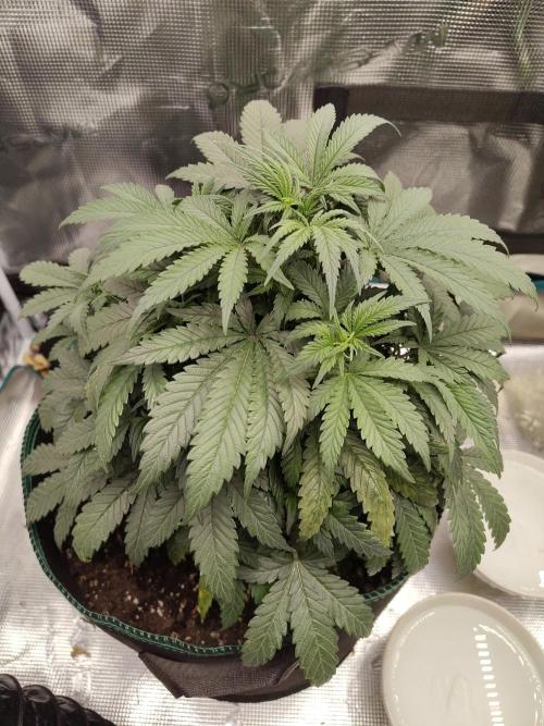 Double Banana Kush Fem. Week 7