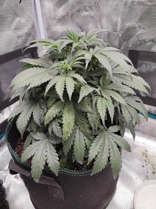 Double Banana Kush Fem. Week 7