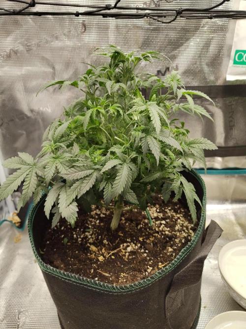 Double Banana Kush Fem. Week 7