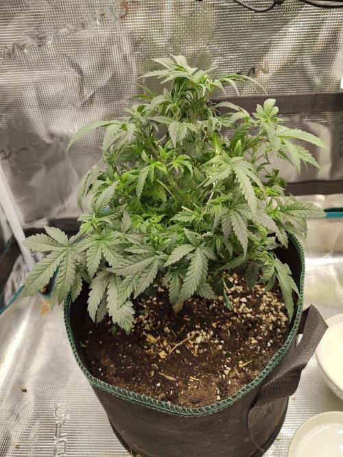 Double Banana Kush Fem. Week 7